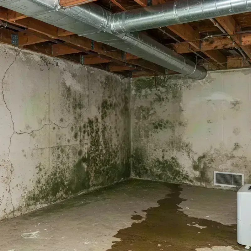 Professional Mold Removal in Rolling Hills Estates, CA